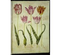 IPLUPJDY Vintage Lienzo Pintura Lienzo Impresión Pintura Clásicas Poster Tulipa gesneriana de Hans Simon Holtzbecker para la Decoración del Hogar del Dormitorio 60x90cm