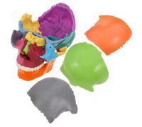 iplusmile de Cráneo Desmontable con Colores para Enseñanza Científica Diferenciación Clara de Secciones Alta Durabilidad Didáctica para Aulas de Anatomía