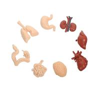 iplusmile Juego Para Niños 1 Juego Modelo De Órgano Humano Organos De Juguete Riñón Humano Material Didáctico Humano Modelos De Anatomía Cuerpo Humano De Polivinilo Niño Adornos