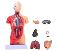 iplusmile Modelo anatómico humano Cuerpo Humano Modelo Torso Anatomía Muñeca 15 Partes Extraíbles 3D Modelo de Órgano Humano Esqueleto Visceral Cerebro Educación Enseñanza Uso