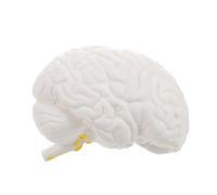 iplusmile Modelo de Anatomía del Cerebro Humano, Modelo de Cerebro Humano Desmontable, PVC Blanco, Estructura Realista, Alta Precisión, para Estudio Personal y Colecciones