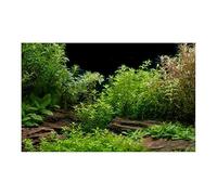 IRFHDCX Fondo Acuario Pegatina de Bosque for Acuario, Cartel Adorno Fondo, Paisaje for, Papel Respaldo Autoadhesivo for pecera(Black-A,30x40cm)