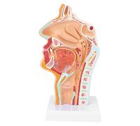Irfora Modelo de Cavidad Nasal para Enseñanza de Medicina, Tamaño Real | Material de PVC duradero, Anatomía precisa, Estructura simulada, Herramienta para el aula