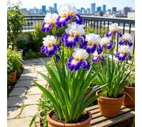 Iris - Raíces - Emite una delicada fragancia a violetas - Una iris poco común - De fácil cuidado - Un acento ideal para el jardín - (No es un producto artificial)-15 Raíce-E