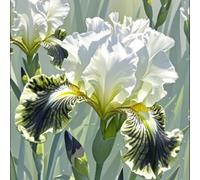 Iris - Raíces - Emite una delicada fragancia a violetas - Una iris poco común - De fácil cuidado - Un acento ideal para el jardín - (No es un producto artificial)-8 Raíce-G