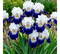 Iris - Raíces - Emite una delicada fragancia a violetas - Una iris poco común - De fácil cuidado - Un acento ideal para el jardín - (No es un producto artificial)-10 Raíce-A