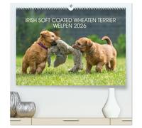 IRISH SOFT COATED WHEATEN TERRIER WELPEN 2026 (hochwertiger Premium Wandkalender 2026 DIN A2 quer), Kunstdruck in Hochglanz: Mit den blonden Iren durch's Jahr...