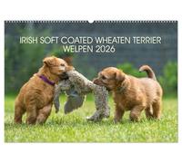 IRISH SOFT COATED WHEATEN TERRIER WELPEN 2026 (Wandkalender 2026 DIN A2 quer), CALVENDO Monatskalender: Mit den blonden Iren durch's Jahr...