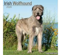 Irish Wolfhound Calendar 2026 Square Dog Breed Wall Calendar - 16 Month