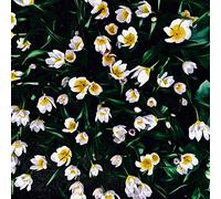 Is It Good Enough ? (Digisleeve)