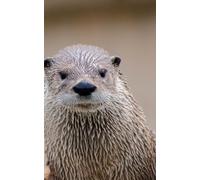 Is It The Best Blank Journal In The World? 5.0 Otter Glossy (5x8)