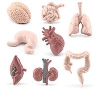ISAKEN Mini Cuerpo Humano Piezas Modelo de Órgano Humano para Niños, Modelo de Órgano, Modelo de Órgano, Intestinos, Pulmones, Cerebro, Corazón, Kit de Aprendizaje para Niños