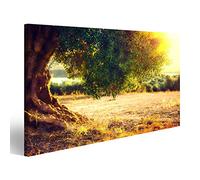 islandburner Cuadro Cuadros Olivos. Plantación de olivos al atardecer. Campo oliva mediterráneo con viejo olivo. Industria de productos vegetales Naturaleza estacional Impresión sobre lienzo -
