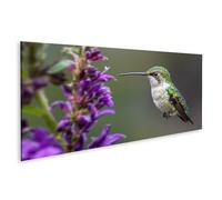 islandburner Imagen sobre lienzo Colibrí frente a púrpura floración en luz suave Mural - Panorama