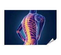 islandburner Póster de primera imagen, cuerpo humano y columna vertebral, visualización en 3D para dormitorio, práctica de fisioterapia, imágenes premium, impresión fotográfica