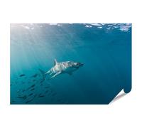 islandburner Póster XXL de gran tiburón blanco y enjambre de peces, imágenes de alta calidad, impresión fotográfica