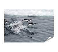 islandburner Prime XXL - Póster de pingüinos saltando fuera del agua antes de iceberg, imágenes de alta calidad, impresión fotográfica