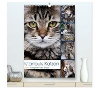 Istanbuls Katzen (hochwertiger Premium Wandkalender 2026 DIN A2 hoch), Kunstdruck in Hochglanz: Katzenportraits aufgenommen in Istanbul.