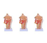 ISTOVO 3X Modelo de AnatomíA de la Garganta de la Cavidad Nasal, Modelo AnatóMico Humano de Laringe Faringe para Estudiantes EnseñAnza ExhibicióN de Estudio