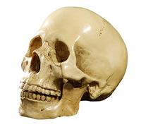 ISTOVO Modelo 1: 1 Resina CráNeo Humano AnatomíA EnseñAnza DecoracióN Amarillo