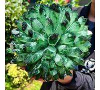 ITCLEYMDZV Beautiful Green Phantom Crystal Cluster Rough Patchwork (Size : 800-900g)