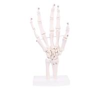 Itkcozcg Suministros de oficina, modelo anatómico de esqueleto de articulación de mano, herramienta de estudio de anatomía médica humana, tamaño real, White, Size reference picture, Suministros de