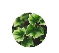 Ivy Blossoms Tree - Juego de tarjetas de ambientador redondas para coche, aroma a lavanda, 10/24 piezas