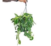 Ivy - Scindapsus pictus arguraeus in a hanging pot 15cm