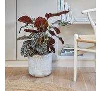 Ivyline Maceta, Cemento, 20 x 21 cm