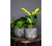 Ivyline Maceta, Cemento, marrón, 16 cm