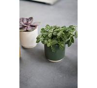 Ivyline Maceta, cerámica, Verde, 10.5 cm