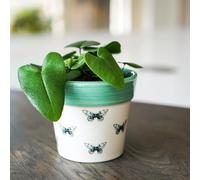 Ivyline Macetero Cerámica Mariposa 13x13cm