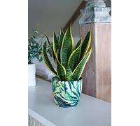 Ivyline Monza - Macetero botánico (17 cm)