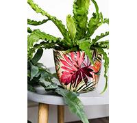 Ivyline Monza Tropical - Maceta (13 cm), Color Fucsia