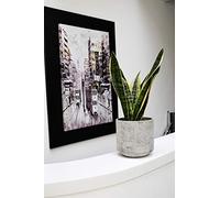 Ivyline Tivoli 150034 - Maceta de Cemento D18 H17