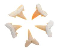 IWOWHERO Fósil de diente de tiburón 5 piezas juego de científica para educación, colección y decoración de escritorio