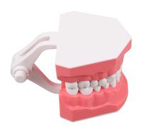 IWOWHERO Modelo de Enseñanza Tipodonto Estándar, Modelo Oral Didáctico de Plástico Resistente, Tamaño 1X para Educación y Práctica de Cepillado en Aulas