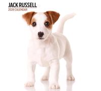 Jack Russell - Calendario moderno 2026