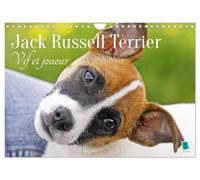 Jack russell terrier vif et joueur calen: Jack russell terrier le compag