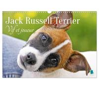 Jack russell terrier vif et joueur calen: Jack russell terrier le compag