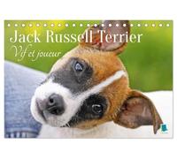 Jack russell terrier vif et joueur calen: Jack russell terrier le compag