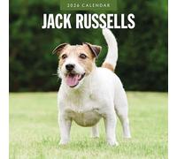 Jack Russells - Calendario de pared cuadrado 2026 Red Robin Publishing