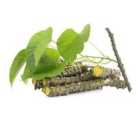 JadiButi Store Fresh Neem Giloy Sticks Juego de 12 (15,24 cm de largo) embalado en caja corrugada