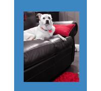 Jake: The Alpha Male Puppy Dog