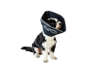 James and Steel All Four Paws - Collarín de recuperación para Mascotas The Comfy Cone
