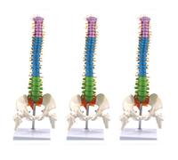 Janasiba 3 piezas 45 cm con columna vertebral El Medica La columna vertebra El Anatómico Humano Anatómico Humano Modelo de Columna Vertebra Recursos Pedagógicos