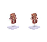 Janasiba Modelo de anatomía 2X Hemorroides rectales humanas Modelo de lesión Hemorroides Fístula Fístula Patología Enseñanza Modelo