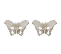 Janasiba Modelo de pelvis femenina de tamaño natural, modelo de cadera - modelo de anatomía femenina, modelo de pelvis de hueso de cadera modelo anatómico femenino