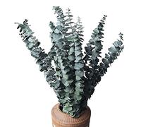Janasiba Paquete de 10 Eucaliptos Secos Naturales, Ramas de Eucalipto Frescas Conservadas para Arreglos Florales Bodas DecoracióN del Hogar
