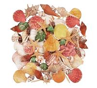 Jangostor 100PCS Conchas de mar Marinas de Playa de océano Mixto,Varios tamaños Conchas Marinas de Colores Naturales, Estrellas de mar Rellenos de jarrones
